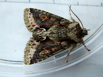 Green-brindled Crescent